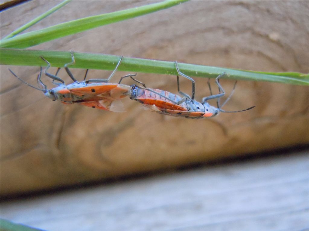 Lygaeide:Lygaeus creticus della Campania (NA)